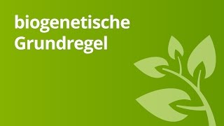 Überblick über die biogenetische Grundregel  Biologie  Genetik [upl. by Zadoc742]