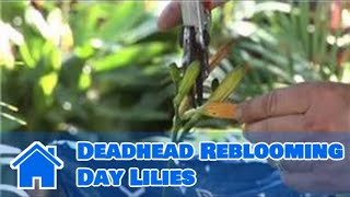 Plant Care Lilies  How to Deadhead Reblooming Day Lilies [upl. by Neff]