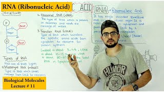 RNA Structure Functions and Types  A type of Nucleic Acid [upl. by Suedama574]