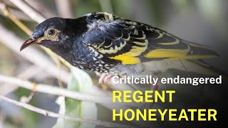 Regent honeyeaters released onto Wonnarua Country [upl. by Trinl]