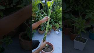 Dieffenbachia Propagation Cutting amp Rooting shorts dieffenbachia cuttingfruit [upl. by Ylle502]