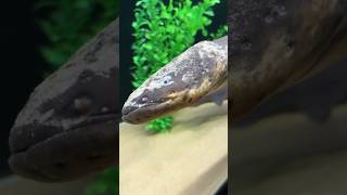 Electric Eel क्यों इतनी खतरनाक होती हैं 🤔🤯 By info fact News [upl. by Drescher]