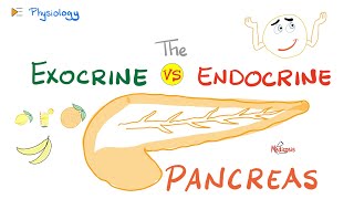 Pancreatic Enzymes amp Hormones  Exocrine vs Endocrine  Gastrointestinal GI Physiology Lectures [upl. by Lieno972]