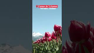 Campo de Tulipanes en Trevelin 🌷  Un paisaje único en la Ruta 40  Chubut Argentina [upl. by Florella791]