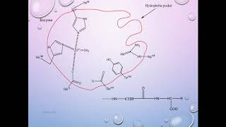 Mechanism of Carboxypeptidase A [upl. by Aisatnaf]