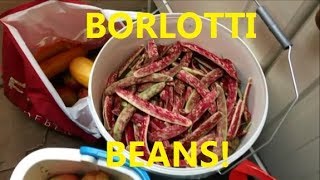 A Lot of Borlotti  50 Days of Harvest Day 18 [upl. by Nwahsud]