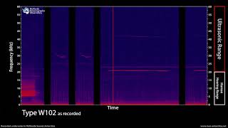 Ultrasonic calls of the Weddell seal Antarctica  NEW scientific discovery [upl. by Reed]