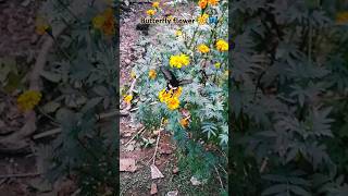 Hosana 🍃🦋🌼hosana song butterfly love flowers nature [upl. by Pryce]