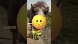 Camel Eats Cactus but Hates Lemon—Hilarious Reaction [upl. by Otha]