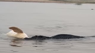 Black Caiman killed Boto Amazon River Dolphin [upl. by Bakeman]