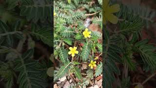 🌹¹☆•²◇¹ Gokhuru Puncturevine Tribulus terrestris in Caltrop Family Zygophyllaceae [upl. by Plank921]