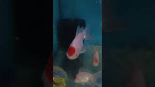 RED CAP ORANDA orandafish goldfish acquariumfish [upl. by Ailecnarf184]