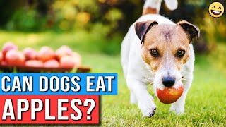 Can Dogs Eat Apples  Are Apples Good For Dogs  Are Apples Safe For Dogs To Eat [upl. by Hach]