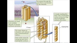 Cell Membrane Transport Simple amp Facilitated Diffusion Primary vs Secondary Active Transport [upl. by Nesral]