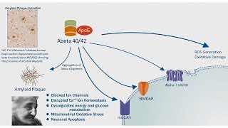 Alzheimers Disease APP Processing amp Amyloid Plaque Formation [upl. by Hound118]