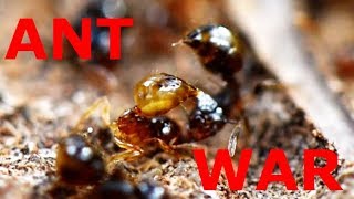 Crematogaster Ants Fighting  Bubbling Venom [upl. by Enyehc]