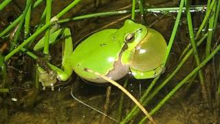 European Tree Frog Hyla arborea at Eichkopf Hesse Germany [upl. by Reisfield]