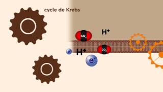 MOOC côté cours  La mitochondrie  production dénergie [upl. by Taub221]