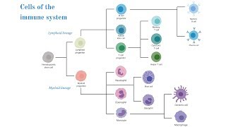 Cells of the Immune System Brittany Anderton [upl. by Rekcut]