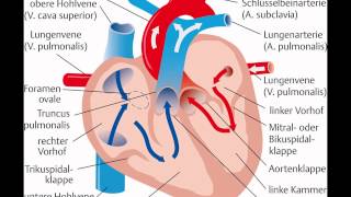 herz anatomie und physiologie [upl. by Ajar]