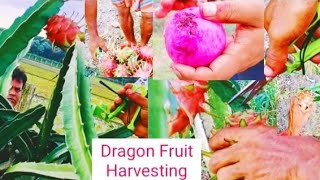 PitahayaDragon FruitAmarican Beauty Dragon Fruit Harvesting  Successful Fruit Cultivation [upl. by Urbai539]