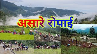 असारे राेपाईँ  Aashare ropay [upl. by Elleval542]