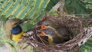 EP9 Garden sunbird birds Feed the baby in the nest  Review Bird Nest [upl. by Suirauqed]