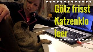 Hund frisst Katzenklo leer [upl. by Cathey]