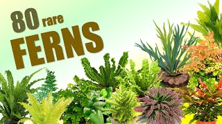 80 FERN SPECIES  HERB STORIES [upl. by Anirok]