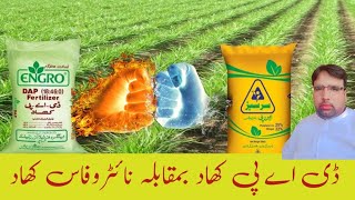 DAP Vs NitroPhas FertilizerGhulam Shabeer Velogs [upl. by Leesen]