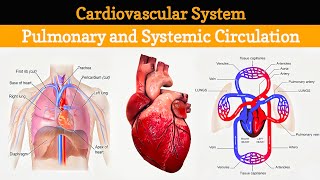 How does Blood Circulatory System work  Systemic and Pulmonary Circulation  CVS  Lecture 11 [upl. by Ailisec241]