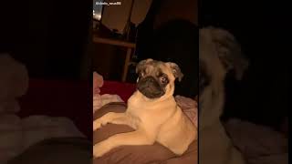 Pug screaming [upl. by Vyner34]