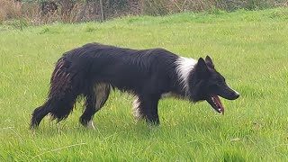 Lot 9 Rip Sweep 4924 Farmers Marts Dolgellau Online Sheepdog Auction [upl. by Schug]