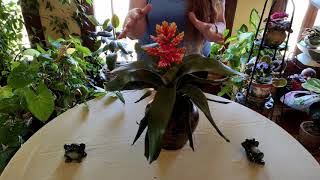 Bromeliad Indoor Care What to Know [upl. by Askari]