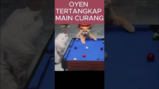 OYEN menang karna curng ternyata kucingkampung kucinggemoy kucinglucu kucingimut kucingcomell [upl. by Salchunas]