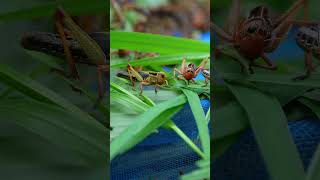 Cutting honey comb at the rubber tree Honey flow during rubber tree season [upl. by Melvyn]