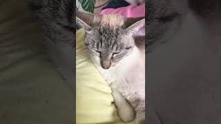 Jalousie  pourtoi catvideos chatonmignon [upl. by Aerdnu858]