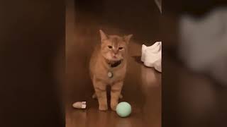 I Go Meow Meme  Singing Cat Meme [upl. by Haggai158]