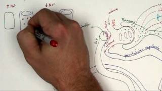 Proximal Convoluted Tubule Part 2 [upl. by Tilla]