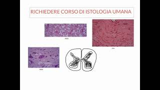 NEUROANATOMIA  LEZIONE 1 DI 20  COSA SAPERE PRIMA DI STUDIARE NEUROANATOMIA [upl. by Llerrom]