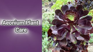 Aeonium succulent Plant Reporting  Aeonium Plant Care [upl. by Violette]