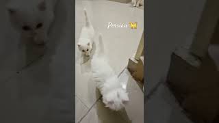 music ytshorts kitten La Maritza cat catmusic musicgenre catlover trending [upl. by Collbaith]