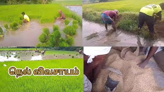 தை மாச விவசாயம்🌾🌾🌾 [upl. by Auop]