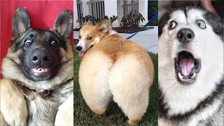 Vidéo des chien marrant et drôle  Compilation memes chien twitter et tik tok 2021 32 [upl. by Naitirb]