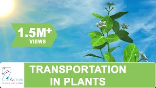 Transportation in Plants [upl. by Jorgenson364]