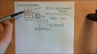 Cyclic AMP Signalling Part 11 [upl. by Zoilla74]