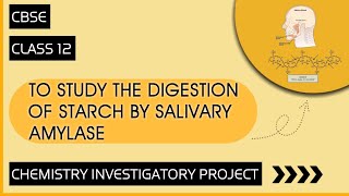 Chemistry Investigatory Project on To Study the Digestion of Starch by Salivary Amylase [upl. by Eissak]