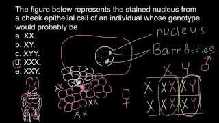 Barr bodies and genetic disorders [upl. by Saunder593]