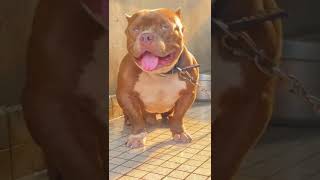 Power dog dog dogs bully americanbully strong power animals shorts mood [upl. by Timi]