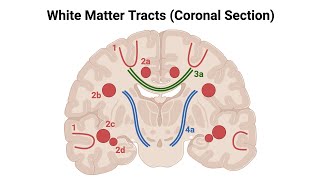 Commissural FibersWhite MatterVery Easy Concept [upl. by Merralee]